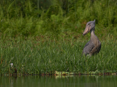 Shoebill (IMG_2898)