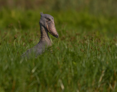 Shoebill (IMG_2923)