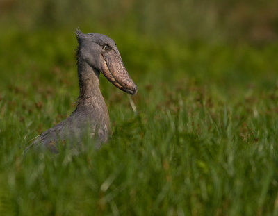 Shoebill (IMG_2926)