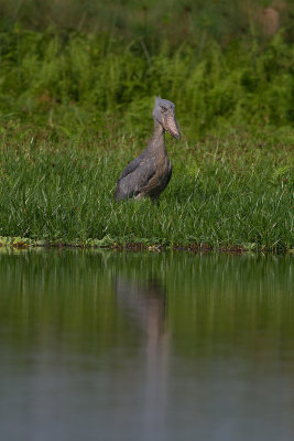 Shoebill (IMG_2953)