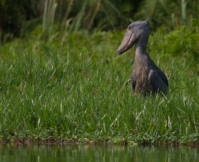 Shoebill (IMG_2960)