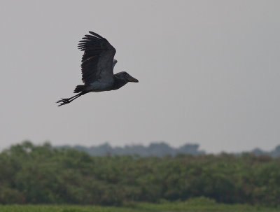 Shoebill (IMG_2963)