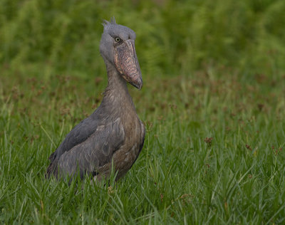 Shoebill (IMG_2980)