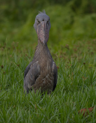 Shoebill (IMG_2997)