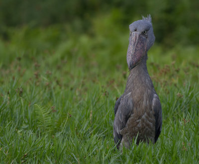 Shoebill (IMG_3002)