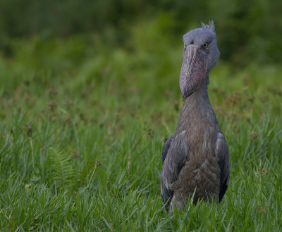 Shoebill (IMG_3002)