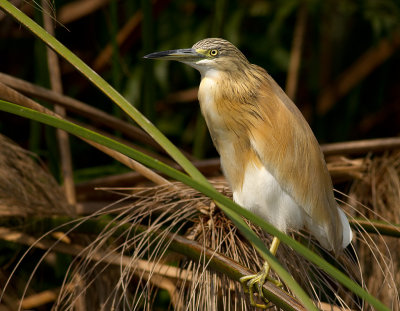 Common Squacco Heron (IMG_3020)