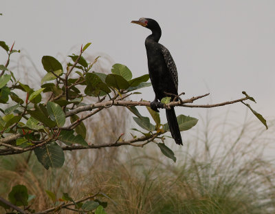 Long-tailed Cormorant (IMG_3034)