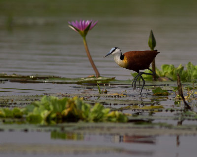 African Jacana (IMG_3036)