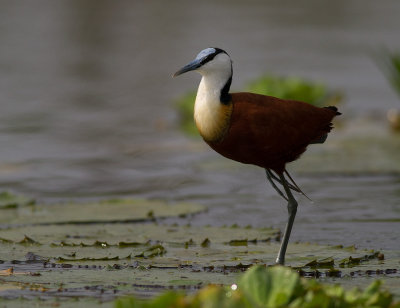 African Jacana (IMG_3040)