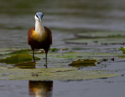 African Jacana (IMG_3043