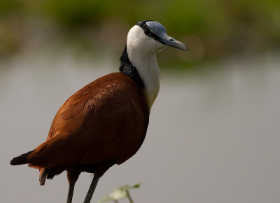 African Jacana (IMG_3045