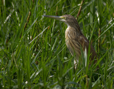 Common Squacco Heron (IMG_3047)