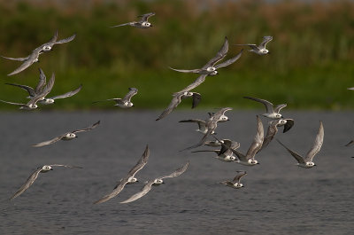 White-winged Tern (IMG_3051)