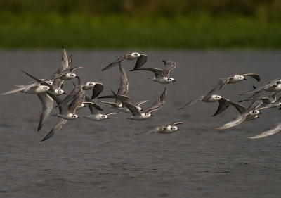 White-winged Tern (IMG_3052)