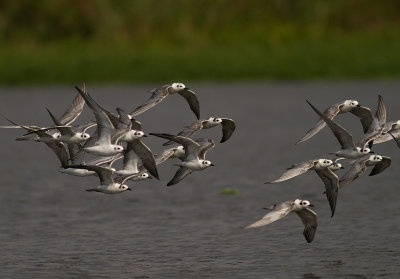 White-winged Tern (IMG_3053)