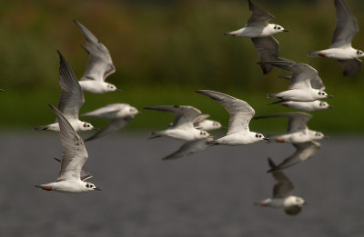 White-winged Tern (IMG_3054)