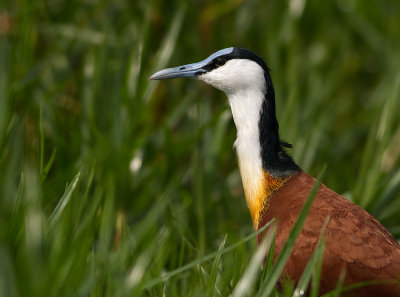 African Jacana (IMG_zzz)