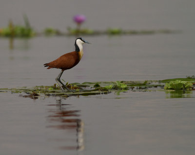 African Jacana (IMG_3060)