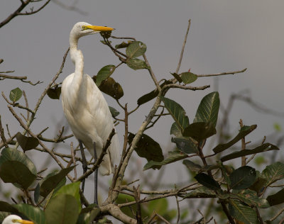 Great Egret (IMG_3063)