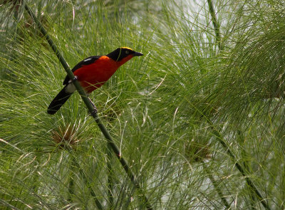 Papyrus Gonolek (IMG_3075)