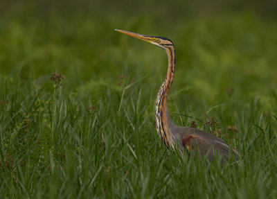 Purple Heron (IMG_3093)