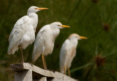 Cattle Egret (IMG_3096)