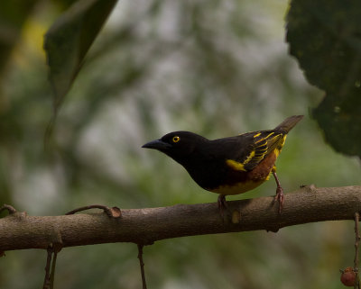 Weyn's Weaver (IMG_3106)