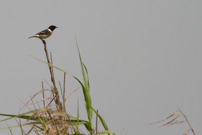 Common Stonechat (IMG_3131)