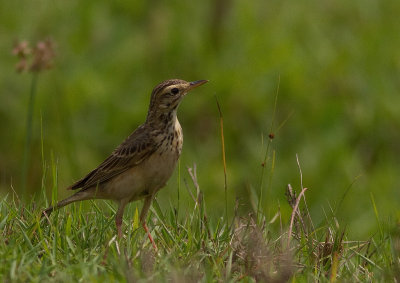 Grassland Pipit (IMG_3154)