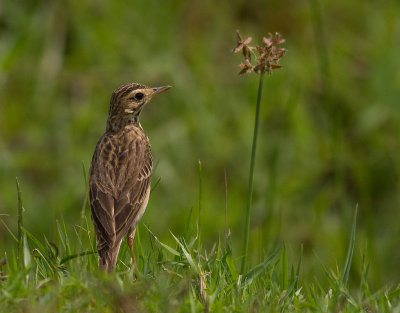 Grassland Pipit (IMG_3165)