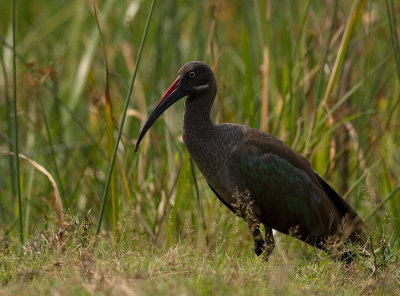 Hadada Ibis (IMG_3173)