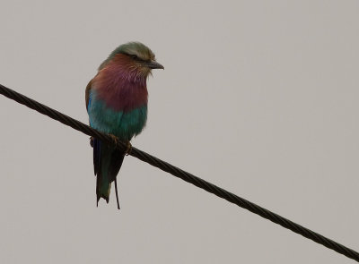 Lilac-breasted Roller (IMG_3192)