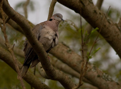 ??? African Mourning Dove (IMG_3268)