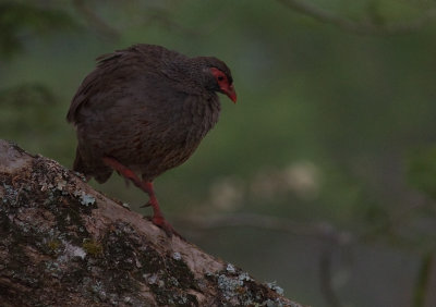 ??? Francolin (IMG_3401)