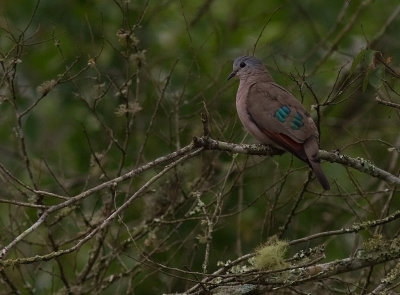 Black-billed Wood-Dove (IMG_3434)