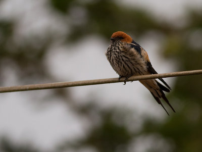 Lesser Striped Swallow (IMG_3462)