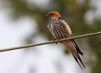 Lesser Striped Swallow (IMG_3471)