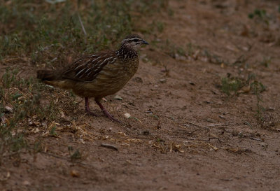 Crested Francolin (IMG_3569)