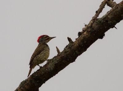 Cardinal Woodpecker (IMG_3602)