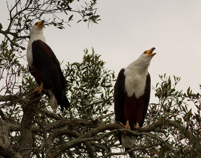 African Fish Eagle (IMG_3813)