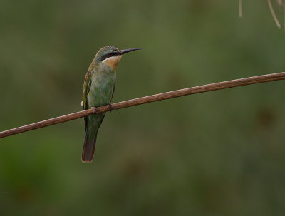 Blue-cheeked Bee-eater (IMG_3819)