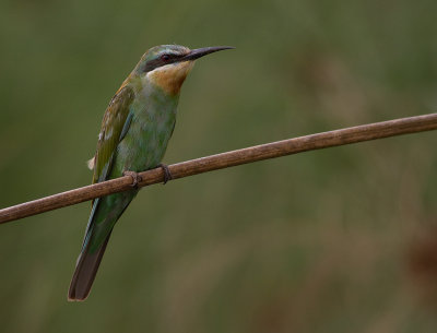 Blue-cheeked Bee-eater (IMG_3822)