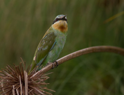 Blue-cheeked Bee-eater (IMG_3825)