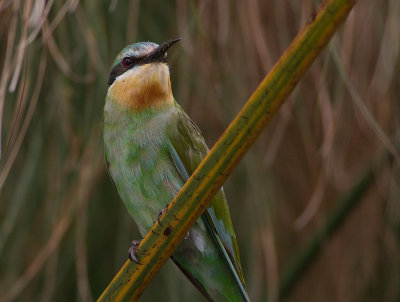 Blue-cheeked Bee-eater (IMG_3832)