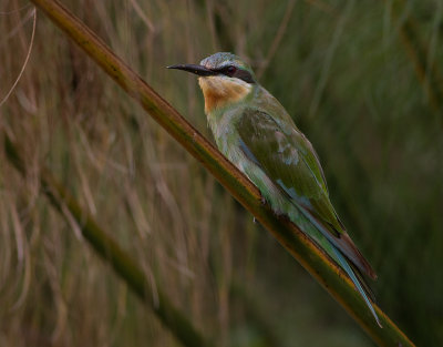Blue-cheeked Bee-eater (IMG_3835)