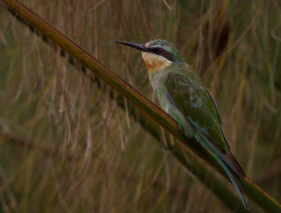 Blue-cheeked Bee-eater (IMG_3843)