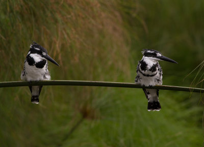 Pied Kingfisher (IMG_3848)