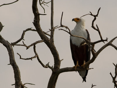 African Fish Eagle (IMG_3960)