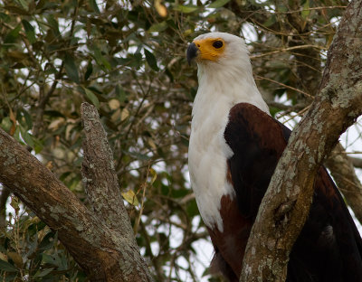 African Fish Eagle (IMG_3964)